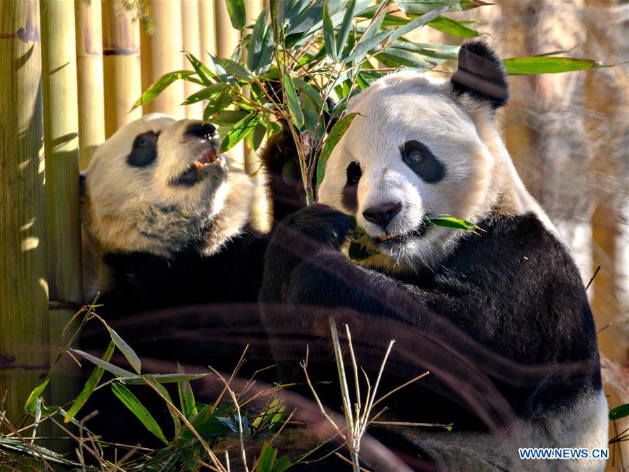 CANADA-CALGARY-ZOO-PANDAS