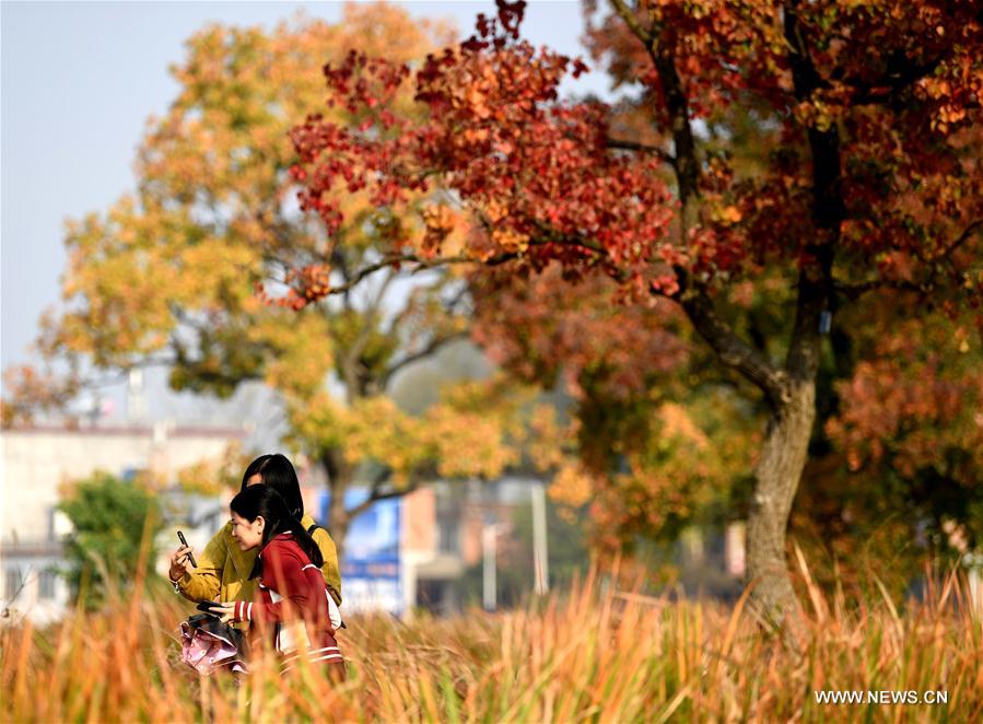 CHINA-HENAN-DABIESHAN MOUNTAIN-AUTUMN SCENERY (CN)