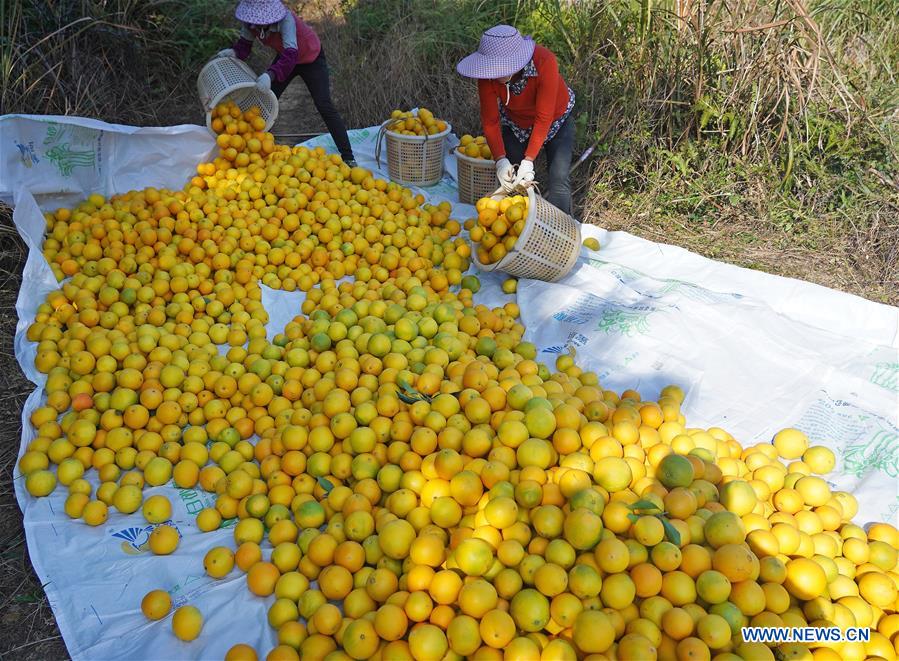 CHINA-JIANGXI-GANZHOU-HARVEST-NAVEL ORANGE (CN)