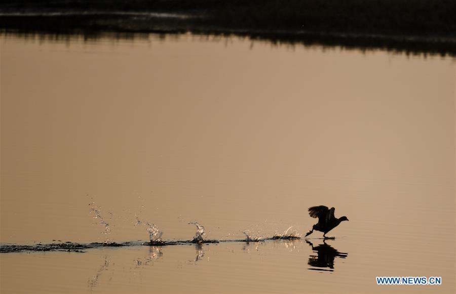 CHINA-INNER MONGOLIA-HOHHOT-HASUHAI WETLAND-AUTUMN SCENERY (CN)