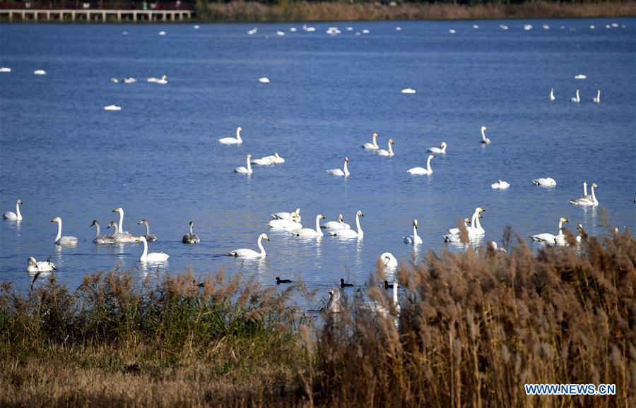 CHINA-HENAN-SANMENXIA-WHITE SWANS (CN)