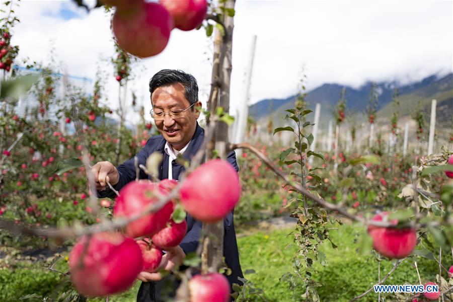 (InTibet) CHINA-TIBET-NYINGCHI-APPLE CULTIVATION PROFESSOR (CN) 