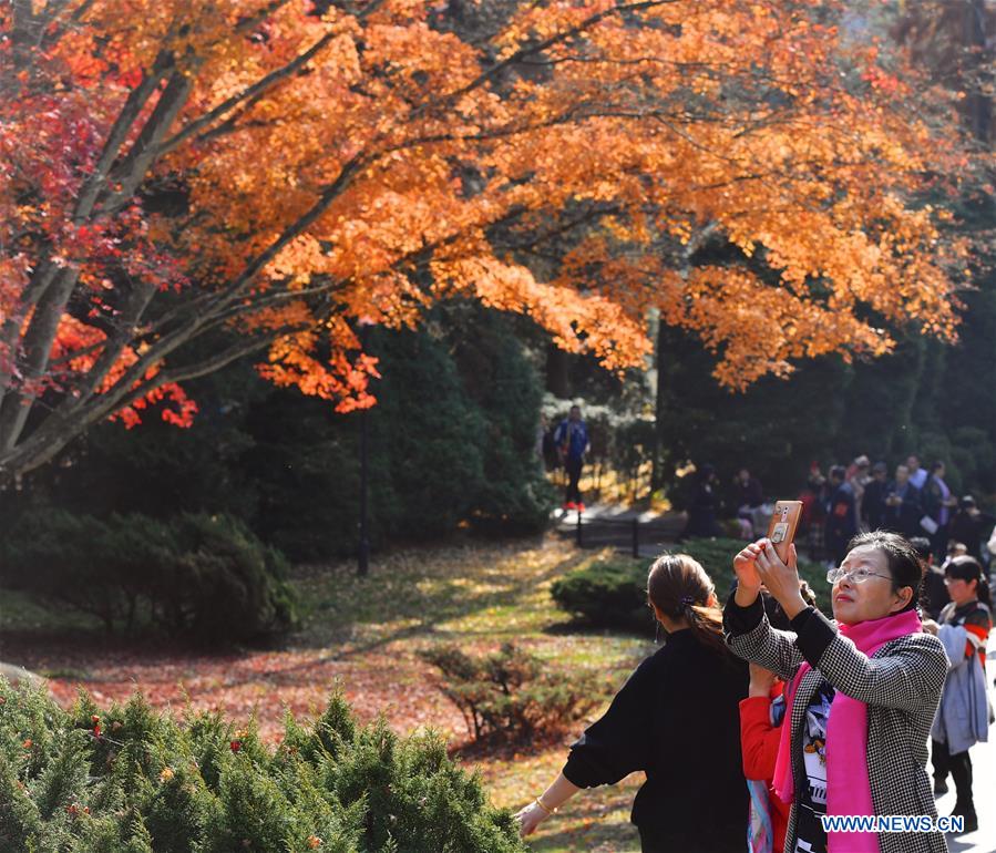 CHINA-JIANGXI-LUSHAN-MAPLE LEAVES (CN)