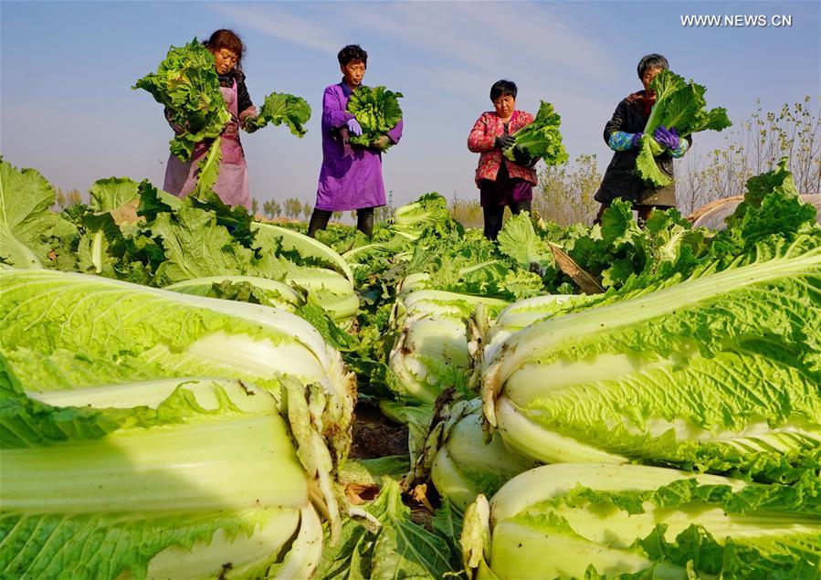 CHINA-HEBEI-LUANZHOU-VEGETABLE INDUSTRY (CN)