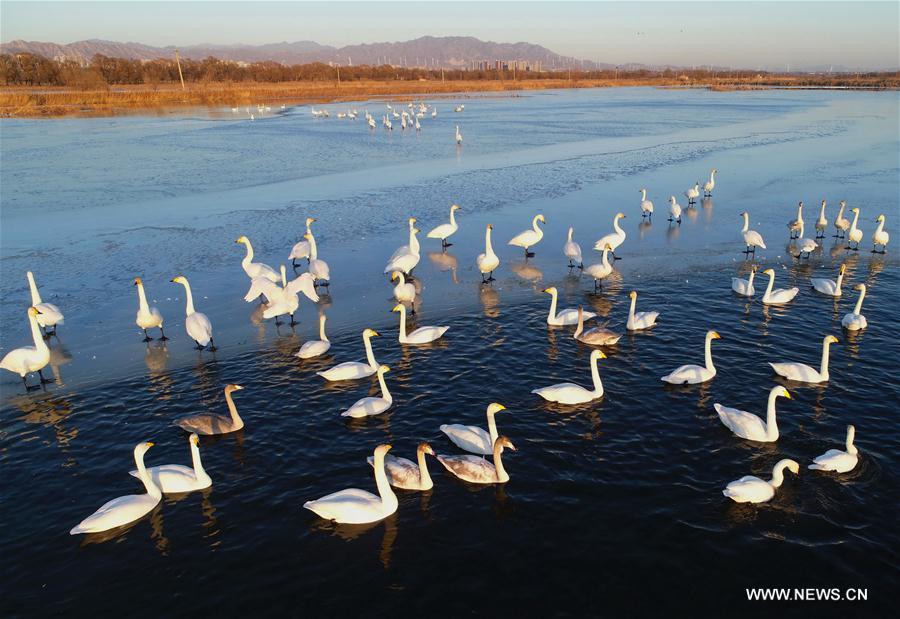 CHINA-HEBEI-HUAILAI-MIGRATORY BIRDS (CN)