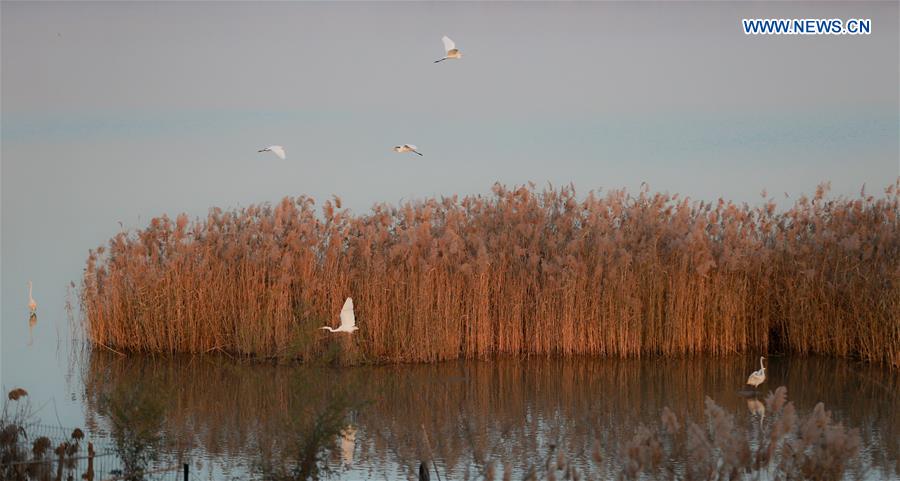 CHINA-SHAANXI-HEYANG-WETLAND-BIRDS (CN)