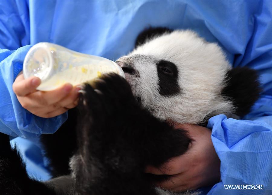 CHINA-SHAANXI-QINLING-GIANT PANDA KINDERGARTEN