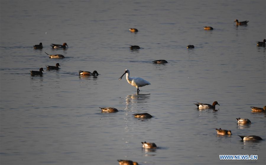 CHINA-SHENZHEN-MIGRATORY BIRDS (CN)