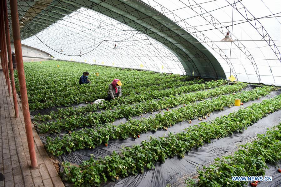 CHINA-XINJIANG-STRAWBERRY HARVEST (CN)