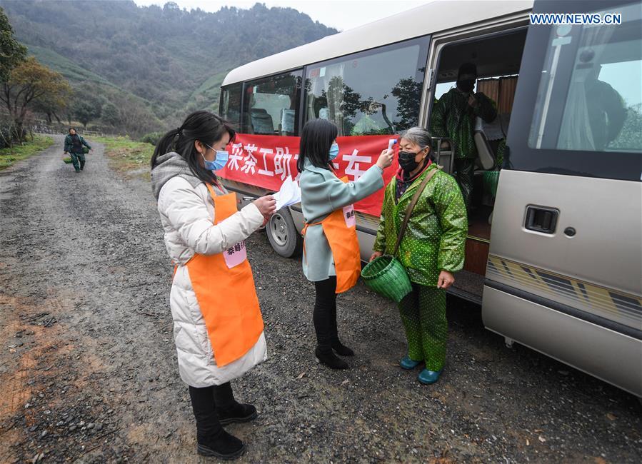 CHINA-ZHEJIANG-SPRING TEA-PICKING (CN)