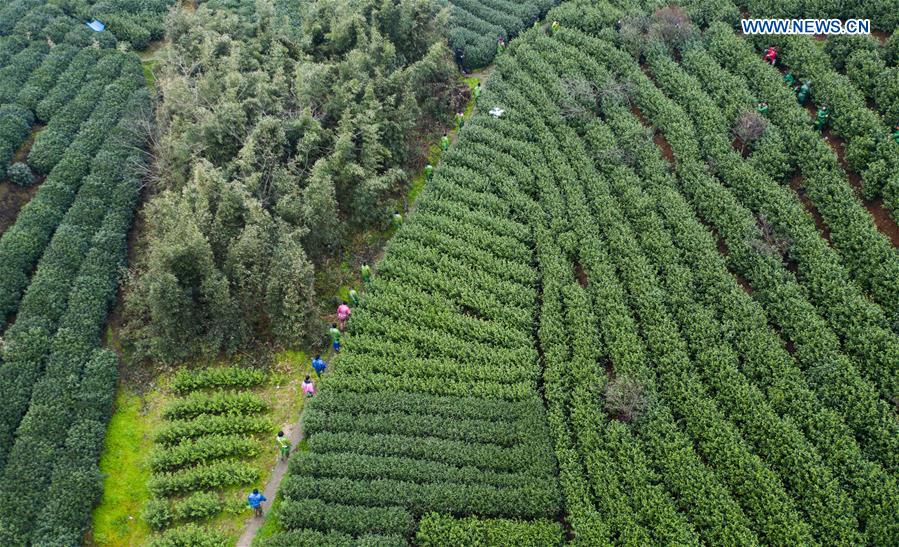 CHINA-ZHEJIANG-SPRING TEA-PICKING (CN)