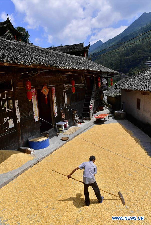 #CHINA-HUBEI-ENSHI-HARVEST (CN)