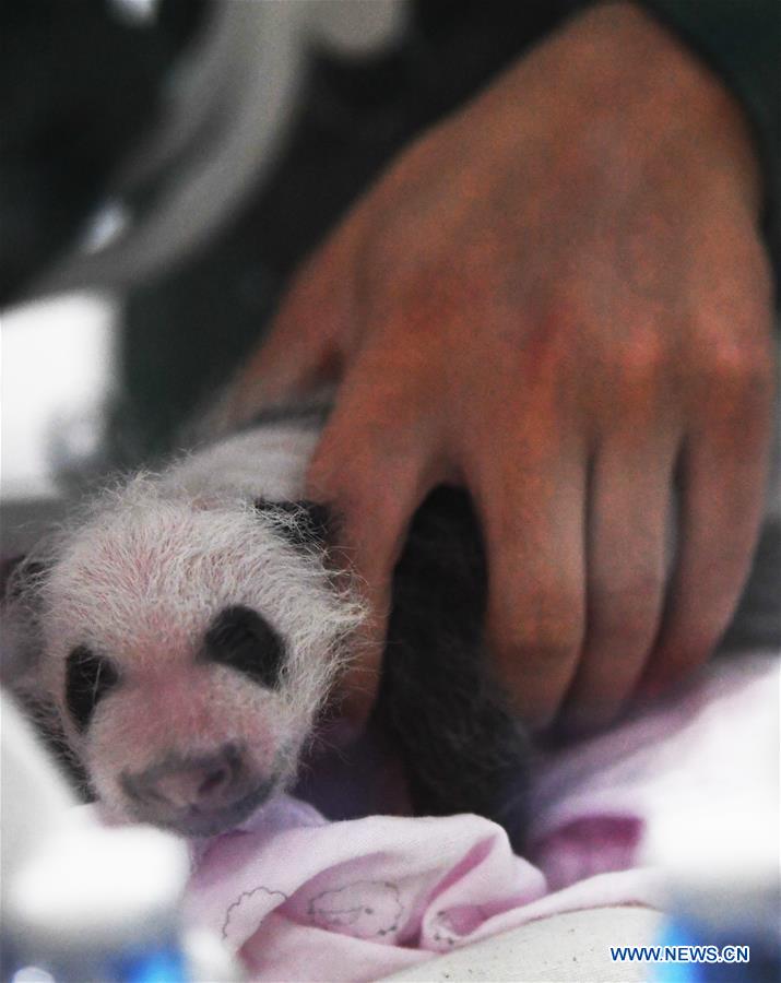 CHINA-CHONGQING-PANDA CUBS (CN)