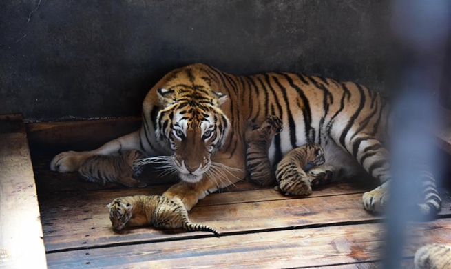 Siberian tiger gives birth to quintuplets in China's Heilongjiang