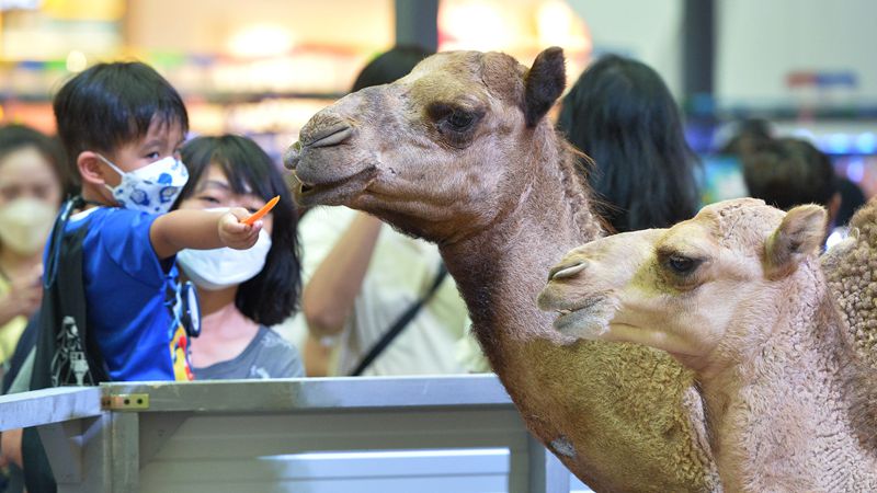 Animal Fest held at Seacon Square in Bangkok