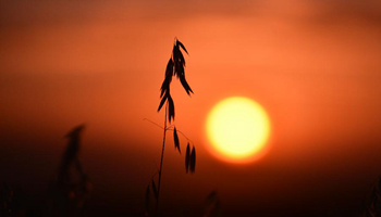 Avena oat enters into harvest season in N China