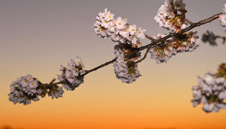 Cherry blossoms in Washington D.C.