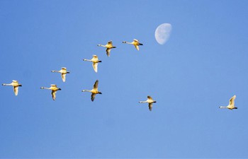 Swans fly under moon