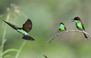 Weekly choices of Xinhua photo