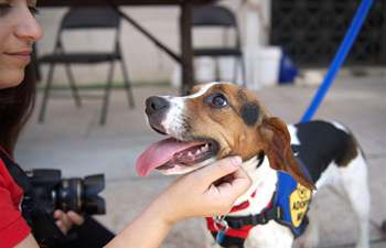 Dog adoption fair held in National Postal Museum in Washington D.C.