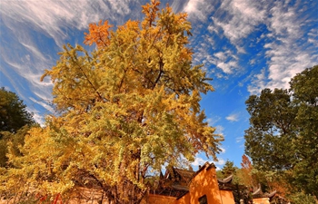 Scenery of ginkgo trees in SE China's Fujian