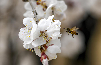 Apricot flowers bloom in NW China's Xinjiang