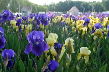 Countryside parks in Tianjin serve as tourism destinations, natural oxygen bars