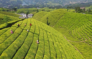 Growers pick tea leaves at tea garden in Enshi, C China