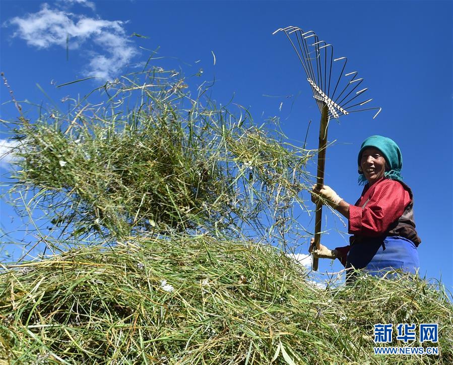 （社會）（9）西藏：牧草豐收儲“冬糧”