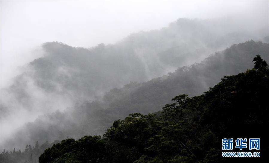 （環(huán)境）（1）熱帶雨林 百鳥(niǎo)家園