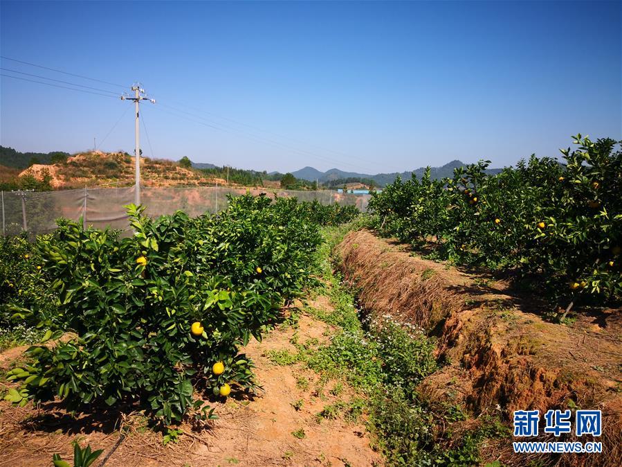 （在習近平新時代中國特色社會主義思想指引下·慶祝改革開放40周年·協(xié)調發(fā)展·圖文互動）（4）臍橙“三變”見證40年變遷