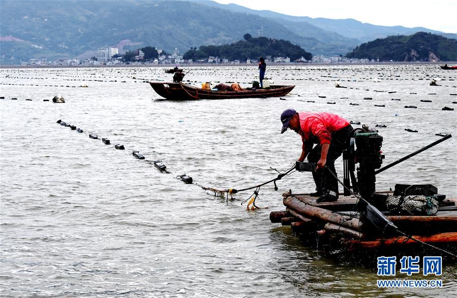 （經(jīng)濟(jì)）（1）福建霞浦：漁民海上忙冬播 