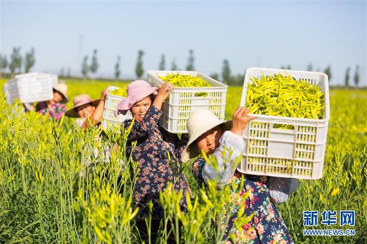 （在習近平新時代中國特色社會主義思想指引下——新時代新作為新篇章·鄉(xiāng)村振興戰(zhàn)略·圖文互動）（1）一株忘憂草，萬家喜眉梢——山西省大同市云州區(qū)黃花產(chǎn)業(yè)扶貧觀察