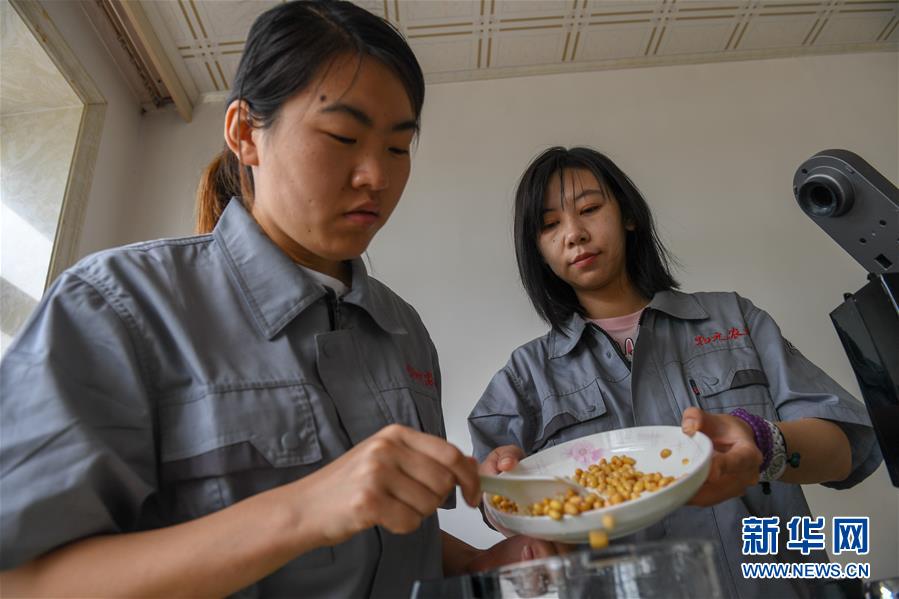 （在習(xí)近平新時(shí)代中國特色社會主義思想指引下——新時(shí)代新作為新篇章·圖文互動）（3）大學(xué)生種田讓農(nóng)民“老把式”開了眼——吉林長白山下的稻田新事