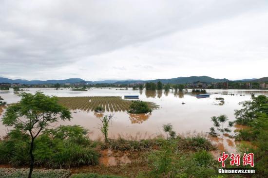 資料圖：湖南省臨武縣武水鎮(zhèn)、南強(qiáng)鎮(zhèn)、汾市鎮(zhèn)、水東鎮(zhèn)、金江鎮(zhèn)等鄉(xiāng)鎮(zhèn)遭遇特大暴雨襲擊，導(dǎo)致大量民房和農(nóng)田被淹。據(jù)不完全統(tǒng)計(jì)，該縣數(shù)千戶民房被淹，數(shù)十萬(wàn)畝農(nóng)田、果園、煙田被淹斷收，直接經(jīng)濟(jì)損失達(dá)數(shù)千萬(wàn)元。災(zāi)情發(fā)生后，當(dāng)?shù)卣跋嚓P(guān)部門第一時(shí)間奔赴受災(zāi)鄉(xiāng)鎮(zhèn)轉(zhuǎn)移群眾，察看災(zāi)情并積極組織村民排澇自救、發(fā)放救災(zāi)物資、開展保險(xiǎn)理賠等工作。目前救災(zāi)工作正在有序進(jìn)行，無(wú)人員傷亡。唐盛歡 攝