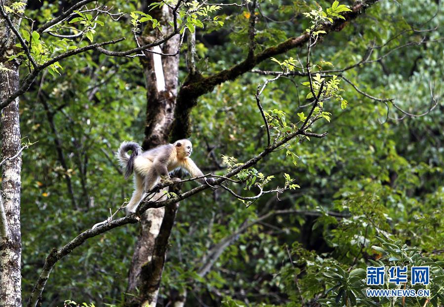 （新華全媒頭條·決戰(zhàn)決勝脫貧攻堅·圖文互動）（5）為了人與自然和諧共生——云南“三江并流”地區(qū)決戰(zhàn)精準脫貧的“生態(tài)畫卷”