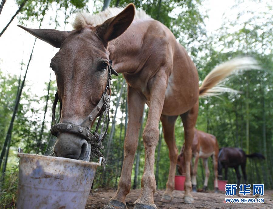 （決戰(zhàn)決勝脫貧攻堅(jiān)·圖文互動）（2）老余賣騾子