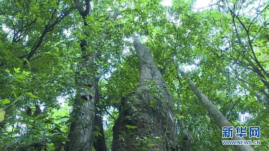 （圖文互動(dòng)）（1）云南高黎貢山發(fā)現(xiàn)珍稀瀕危植物滇桐野生居群