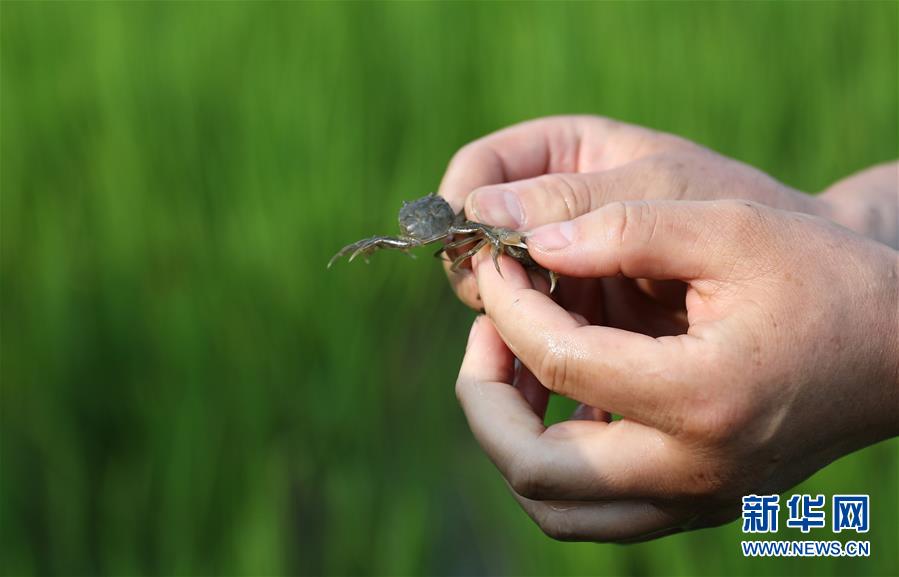 （新華全媒頭條·走向我們的小康生活·圖文互動）（14）“南大荒”變“稻蟹鄉(xiāng)”——資源枯竭型城市盤錦的鄉(xiāng)村振興之路