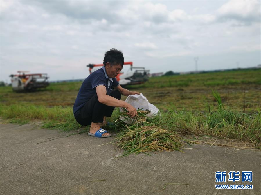 （新華視點(diǎn)·聚焦餐桌外的浪費(fèi)·圖文互動(dòng)）（1）顆粒歸倉(cāng)為何難實(shí)現(xiàn)？我國(guó)糧食收割環(huán)節(jié)損失驚人