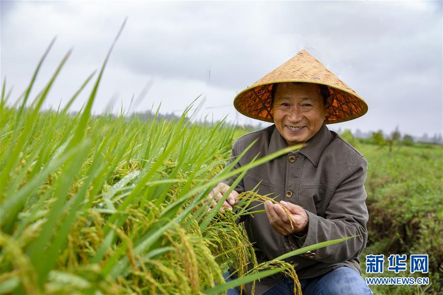 （中國農(nóng)民豐收節(jié)·圖文互動）（1）“洞庭米王”豐收心曲：粒粒辛苦方有“一粥一飯”