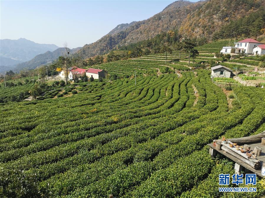 （決戰(zhàn)決勝脫貧攻堅·圖文互動）（1）咬定“茶”山不放松——安徽大別山區(qū)石佛村依靠茶產業(yè)脫貧致富見聞