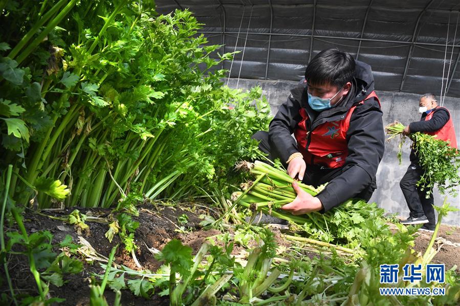 （在習(xí)近平新時(shí)代中國特色社會主義思想指引下——新時(shí)代新作為新篇章·習(xí)近平總書記關(guān)切事·圖文互動(dòng)）（1）“菜籃子”里的力量——全國各地努力做好保障和改善民生工作在行動(dòng)