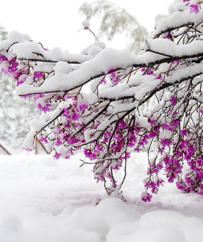 立夏時(shí)節(jié) 雪景如畫