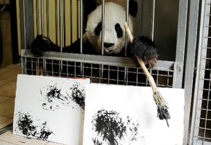 奧地利動物園內(nèi) 大熊貓“揮毫作畫”