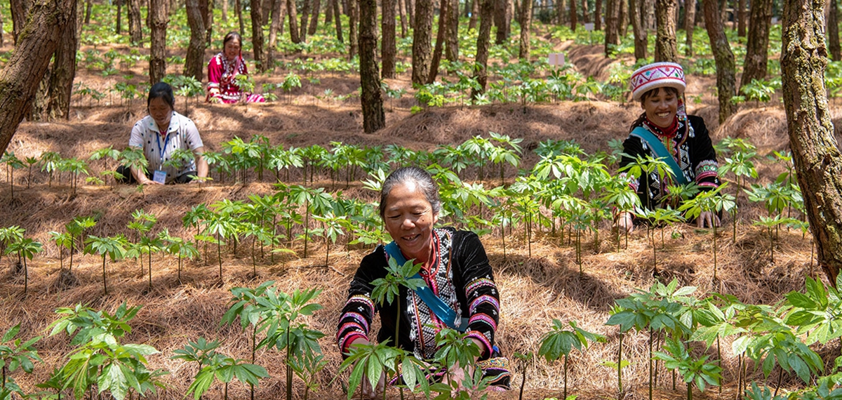 華能瀾滄江與中科院跨界合作幫扶冬季馬鈴薯及林下三七種植產業(yè)