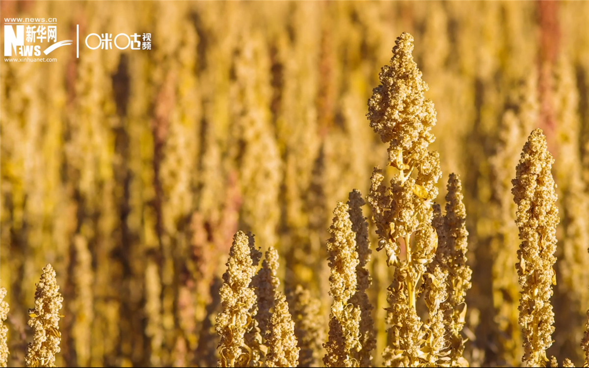 藜麥有極強(qiáng)的環(huán)境適應(yīng)能力和低成本、高回報(bào)的種植模式