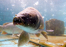 魚(yú)中之王