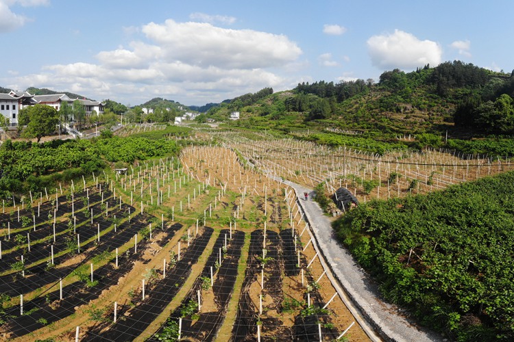 百果園里幸福長 ——湖南鳳凰縣菖蒲塘村脫貧調(diào)查