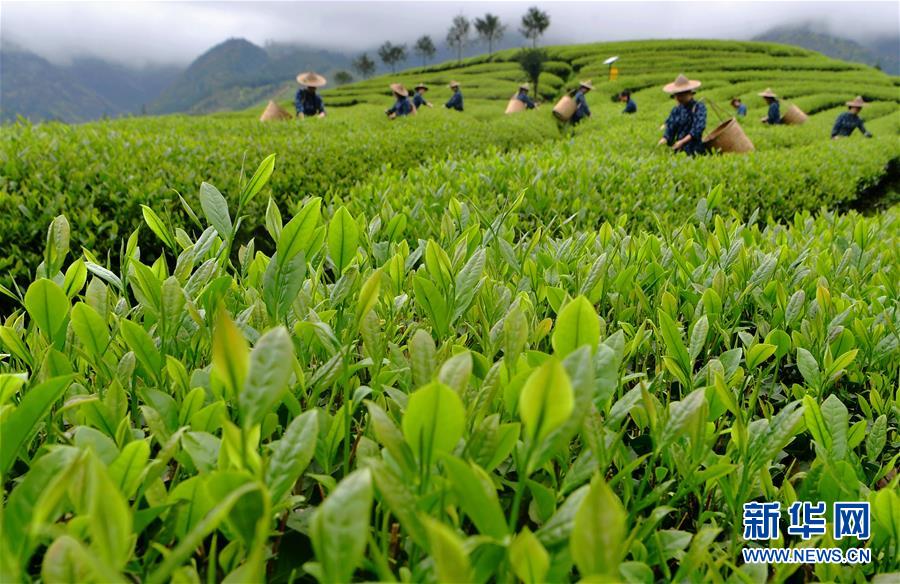 （亞洲文明對話大會(huì)）（2）茗香亞洲 茶韻綿長